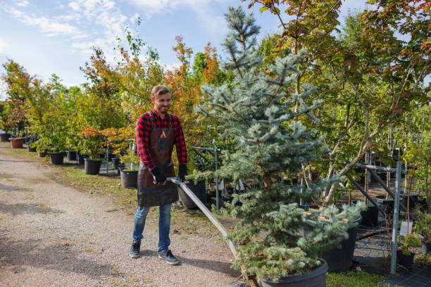 Best Tree Planting Services  in Lincoln, CA